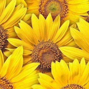 Meet your Posher, Noel pruneau